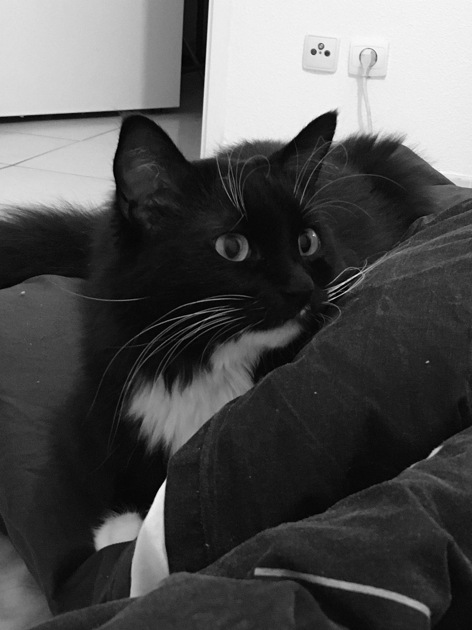 Millow a rejoint le concours — aidez-le/la à gagner de superbes lots ! black, black_and_white, black_cat, carnivore, cat, comfort, domestic_short_haired_cat, felidae, fur, grey, monochrome, monochrome_photography, room, sitting, small_to_medium_sized_cats, snout, style, tail, whiskers, window