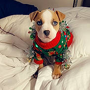 Haven is registered to the contest to win money with this photo: animal, bed, blanket, blue_eyes, christmas_sweater, cozy, cute, dog, festive, holiday, indoor, jingle_bells, lamp, pet, portrait, puppy, sitting, small_dog, tinsel, white_bedding