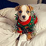 animal, bed, blanket, blue_eyes, christmas_sweater, cozy, cute, dog, festive, holiday, indoor, jingle_bells, lamp, pet, portrait, puppy, sitting, small_dog, tinsel, white_bedding