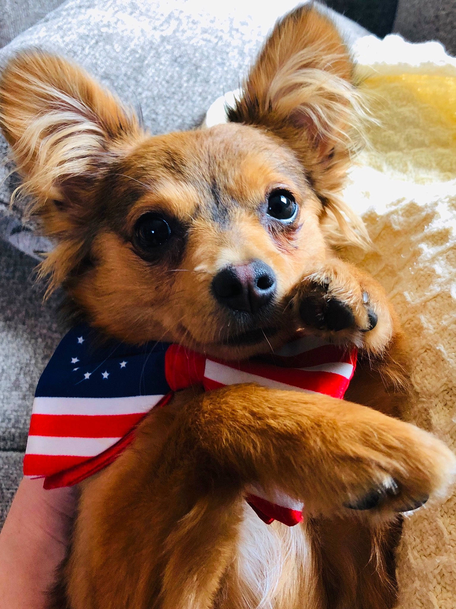 Snoop joined the competition — help win amazing prizes! canidae, carnivore, companion_dog, dog, dog_breed, fawn, fur, mammal, papillon, puppy, russkiy_toy, snout, sporting_group, terrier, toy_dog