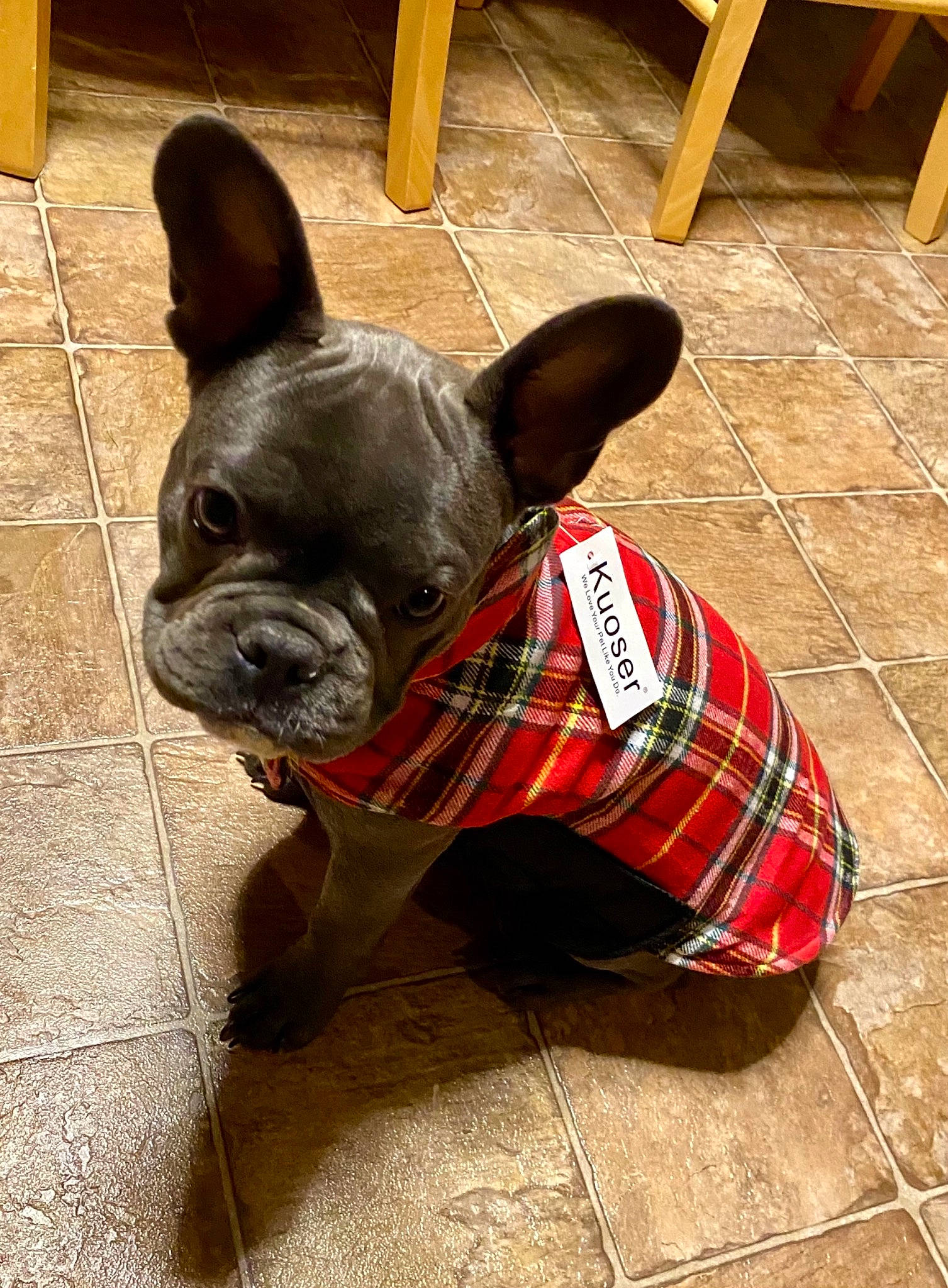 Zeus joined the competition — help win amazing prizes! bulldog, canidae, carnivore, collar, companion_dog, dog, dog_breed, dog_collar, dog_supply, ear, fawn, flooring, grass, pet_supply, snout, sporting_group, terrestrial_animal, whiskers, wood, working_animal