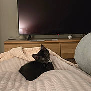 Mimì is registered to the contest to win money with this photo: kitten, cat, black_cat, indoor, blanket, quilt, furniture, television, wooden_cabinet, cozy, pet, cute, small_animal, resting, domestic_cat, curious, soft_texture, home, living_room, animal