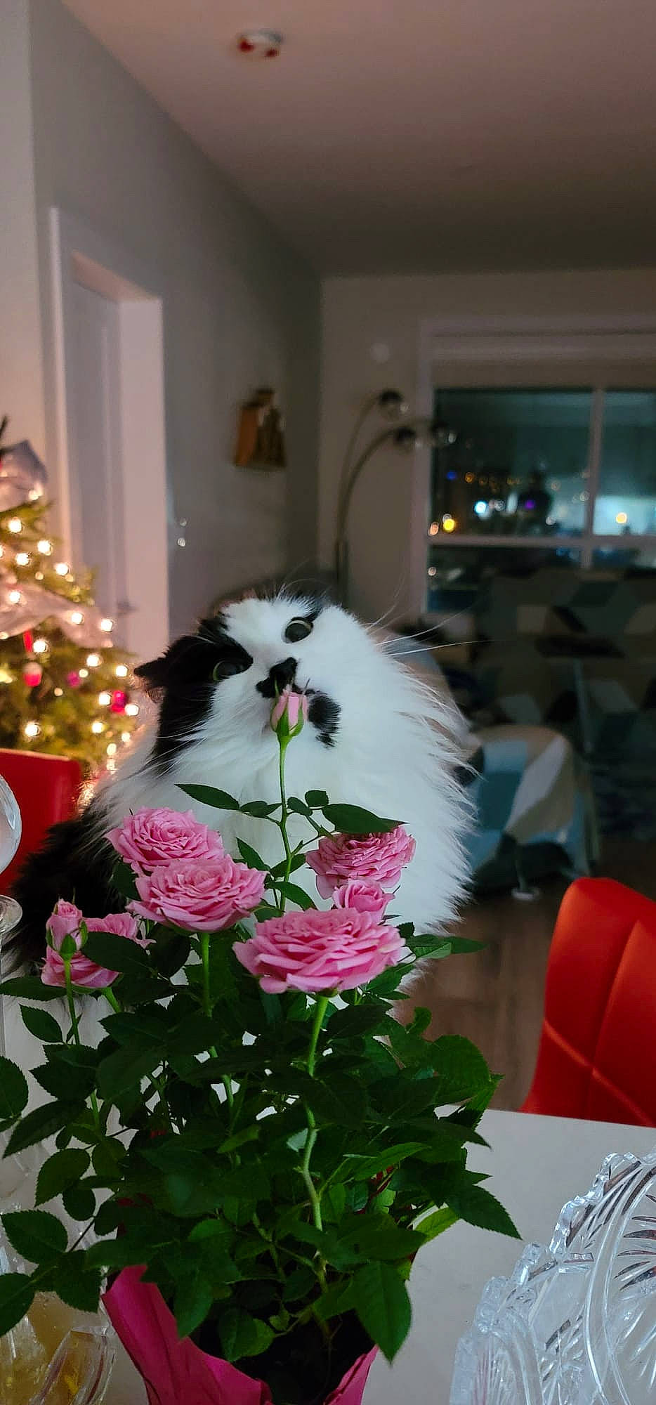 Poppet joined the competition — help win amazing prizes! annual_plant, artificial_flower, bouquet, centrepiece, christmas_decoration, christmas_ornament, cut_flowers, event, floral_design, floristry, flower, flower_arranging, ornament, petal, plant, rose, rose_family, table, tree, wedding_ceremony_supply