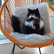 Sylvester a rejoint le concours — aidez-le/la à gagner de superbes lots ! cat, black_and_white, fluffy, longhaired, persian_cat, sitting, chair, wicker_chair, cushion, plush, indoor, home, window, tile_floor, green_toy, ball, pet, portrait, whiskers, yellow_eyes