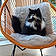 Sylvester