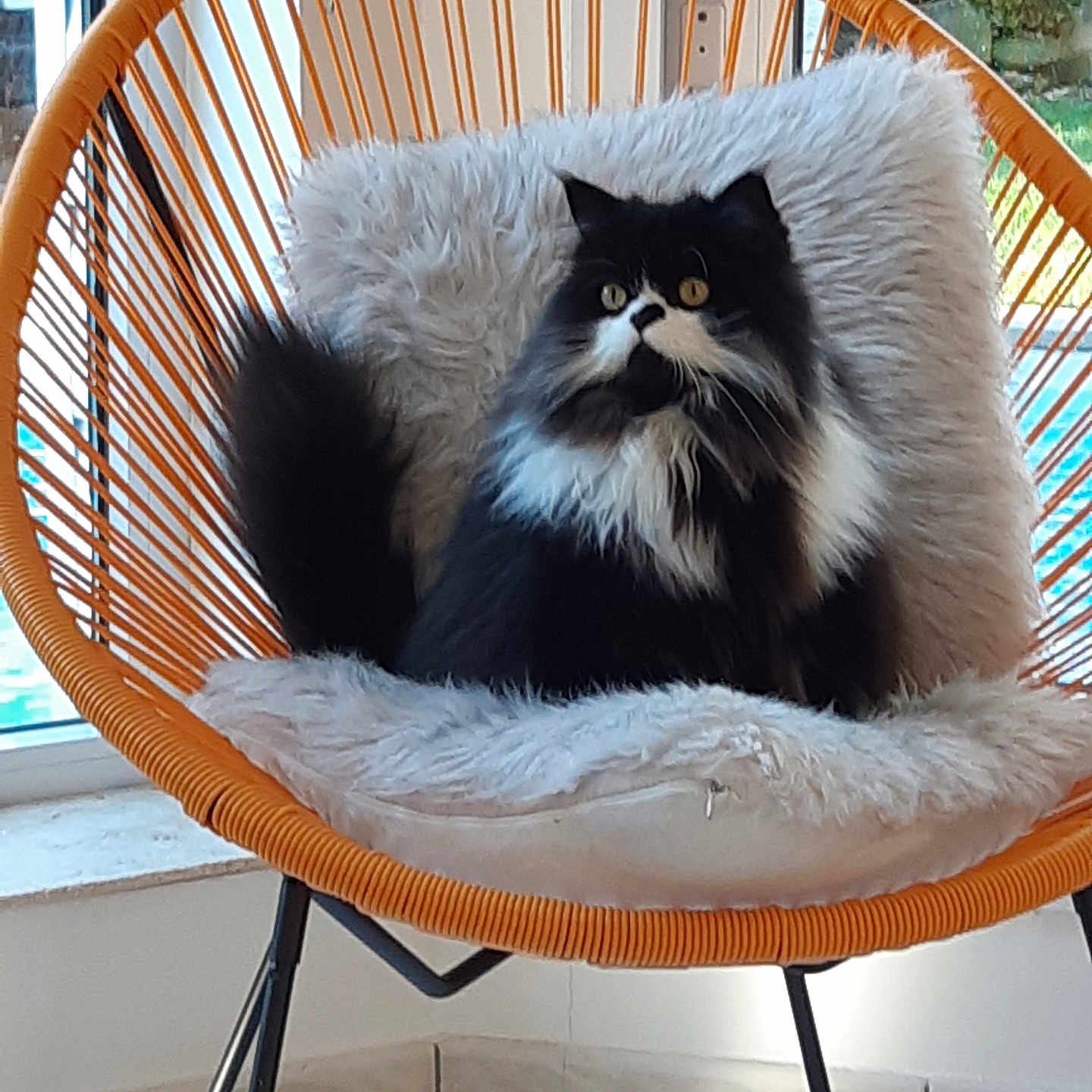 Sylvester
