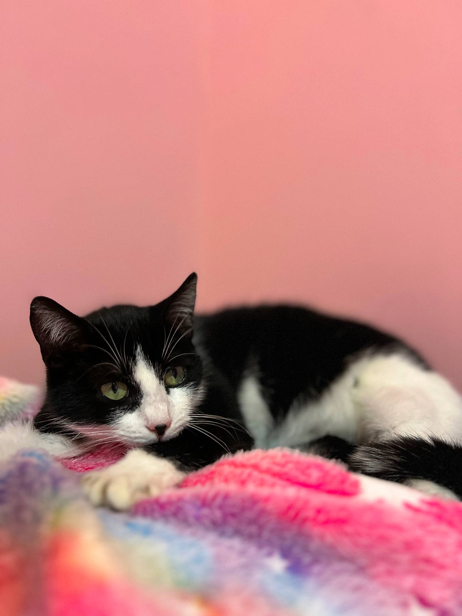 Lili a rejoint le concours — aidez-le/la à gagner de superbes lots ! carmine, carnivore, cat, claw, close_up, comfort, domestic_short_haired_cat, felidae, fur, linens, magenta, nap, paw, small_to_medium_sized_cats, snout, tail, whiskers