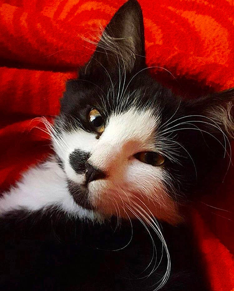 Miet a rejoint le concours — aidez-le/la à gagner de superbes lots ! black_and_white, black_cat, carnivore, cat, close_up, ear, eye, felidae, fur, kitten, nose, photography, red, sky, small_to_medium_sized_cats, snout, tail, whiskers