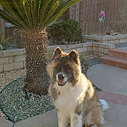 Ninja is registered to the contest to win money with this photo: animal, backyard, canine, concrete, daylight, dog, fence, fluffy, garden, happy, nature, outdoor, palm_tree, pet, plant, rocks, sitting, smiling, stairs, sunlight