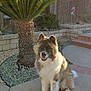animal, backyard, canine, concrete, daylight, dog, fence, fluffy, garden, happy, nature, outdoor, palm_tree, pet, plant, rocks, sitting, smiling, stairs, sunlight