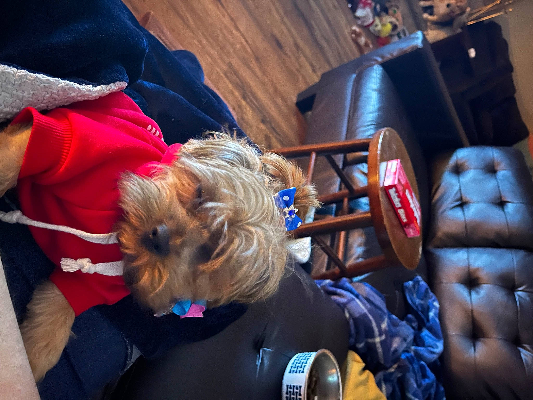 Luna joined the competition — help win amazing prizes! boxing, boxing_equipment, boxing_glove, canidae, carnivore, companion_dog, contact_sport, dog, dog_breed, fashion_accessory, fun, glove, leisure, personal_protective_equipment, professional_boxer, sitting, sporting_group, sports_equipment, sports_gear, t_shirt