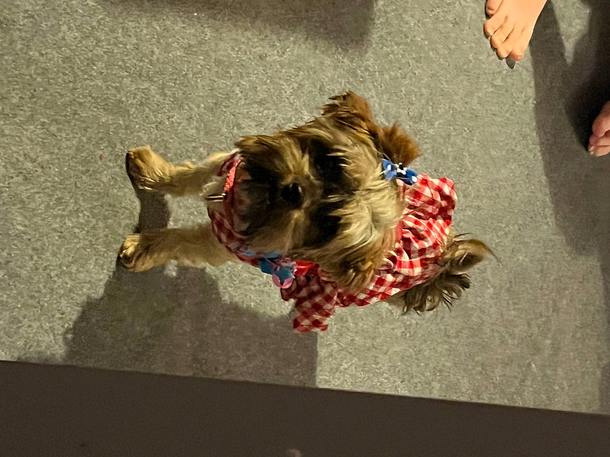 Luna is registered to the contest to win money with this photo: asphalt, canidae, carnivore, companion_dog, dog, dog_breed, fawn, felidae, flooring, fun, fur, grass, leash, plant, road, road_surface, shadow, sidewalk, sporting_group, tree