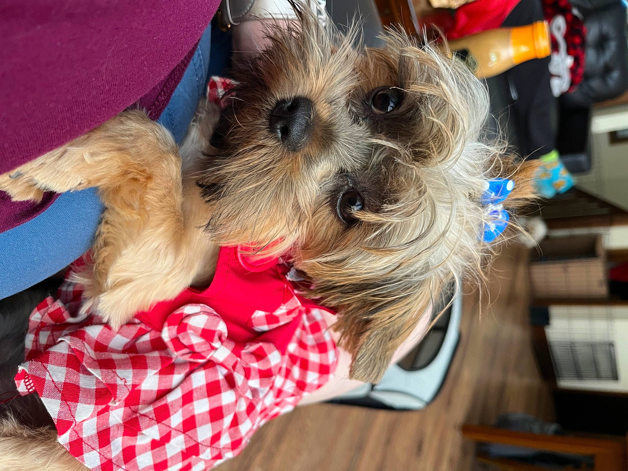 Luna is registered to the contest to win money with this photo: canidae, carnivore, collar, companion_dog, dog, dog_breed, dog_clothes, dog_supply, event, fashion_accessory, fawn, fur, holiday, pet_supply, small_terrier, snout, sporting_group, tartan, toy_dog, working_animal