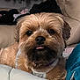 dog, small_dog, fluffy, tongue_out, pet, indoor, couch, blanket, plush_toy, relaxed, cute, animal, fur, companion, domestic_animal, closeup, face, brown_fur, black_nose, soft_texture