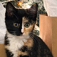 Willow joined the competition — help win amazing prizes! animal, background_blur, calico, cat, closeup, curious, cute, domestic_cat, face, fur, green_eyes, holiday_lights, indoor, kitten, ornaments, paper_bag, pet, soft_light, tissue_paper, whiskers
