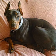 Roman a rejoint le concours — aidez-le/la à gagner de superbes lots !