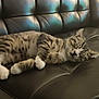 animal, cat, comfort, couch, cozy, feline, fur, home, indoor, lazy, leather, nap, paw, pet, relaxed, resting, sleeping, striped, tabby, whiskers