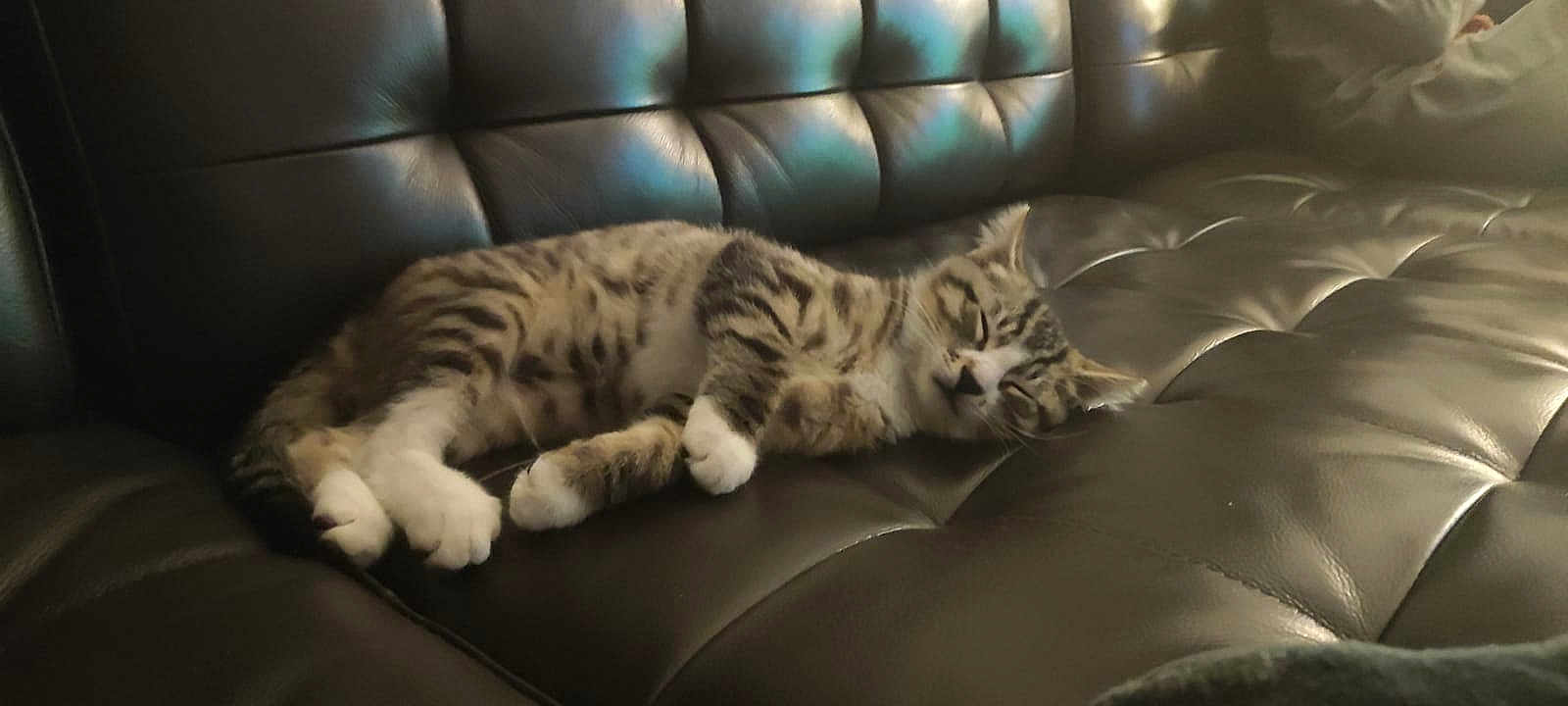 Shyrus a rejoint le concours — aidez-le/la à gagner de superbes lots ! cat, tabby, sleeping, couch, leather, indoor, pet, feline, resting, relaxed, striped, animal, cozy, fur, paw, whiskers, home, comfort, lazy, nap