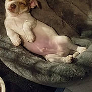 Christina Eldridge is registered to the contest to win money with this photo: puppy, dog, sleeping, bed, cozy, pet, animal, relaxed, cute, indoor, blanket, canine, fur, tongue, small, paw, nose, ears, resting, comfort