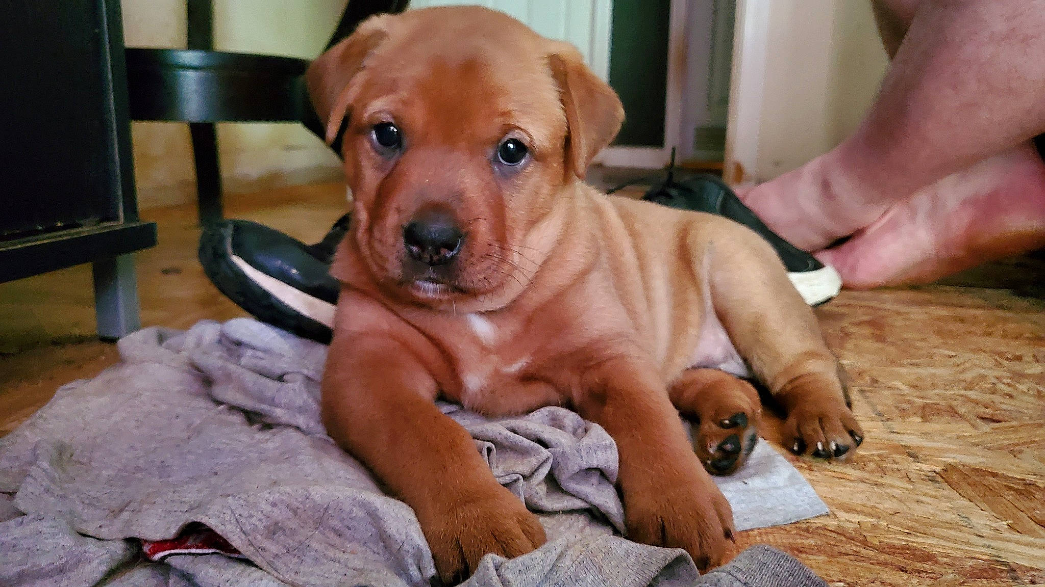 Mary Jane joined the competition — help win amazing prizes! canidae, carnivore, chair, comfort, companion_dog, dog, dog_breed, fawn, flooring, foot, fur, hardwood, human_leg, paw, sandal, snout, sporting_group, whiskers, wood, working_animal