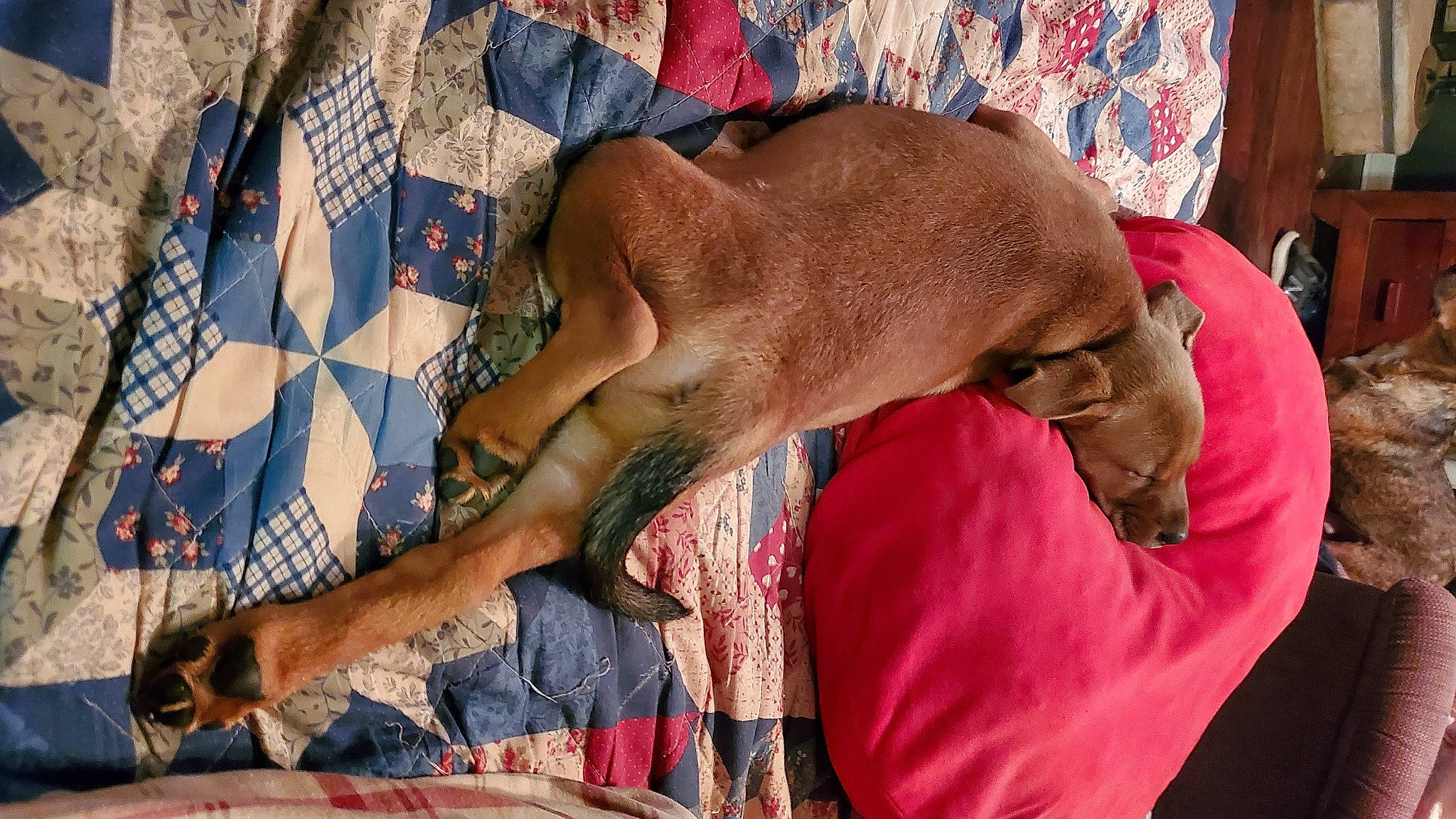 Mary Jane joined the competition — help win amazing prizes! barechested, barefoot, chest, comfort, dog, dog_breed, dress, fashion_accessory, fawn, foot, human_leg, linens, liver, orange, pattern, tail, textile, thigh, wood, working_animal