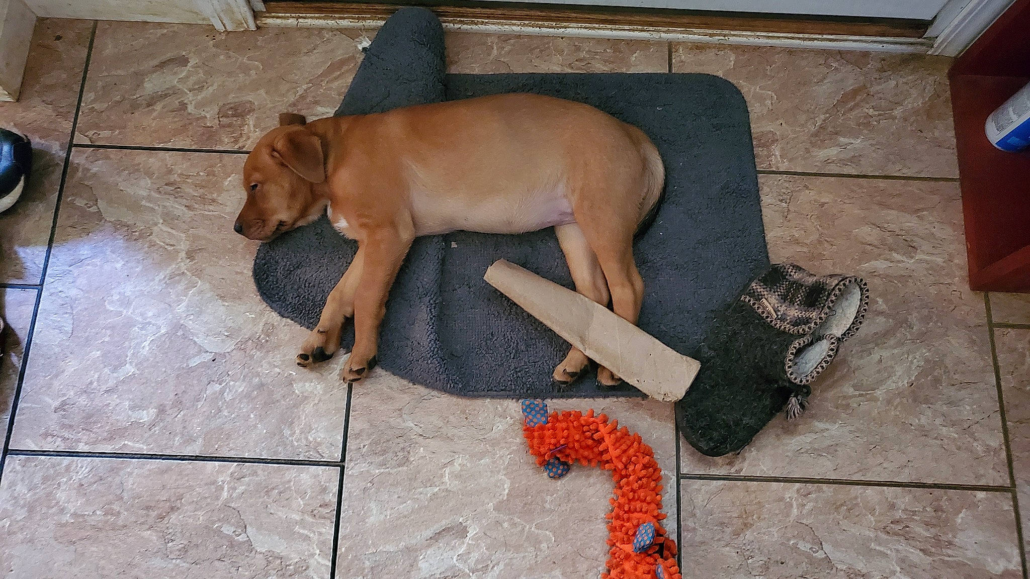 Mary Jane is registered to the contest to win money with this photo: canidae, carnivore, collar, comfort, companion_dog, dog, dog_breed, dog_supply, fawn, floor, flooring, foot, hardwood, liver, paw, pet_supply, snout, sporting_group, tail, working_animal