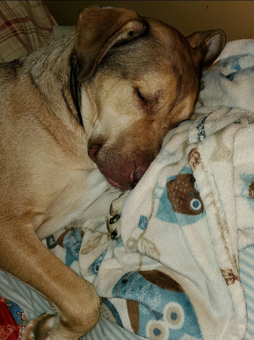 Duke Junior Aka Dj joined the competition — help win amazing prizes! bedding, bedtime, blanket, canidae, carnivore, comfort, companion_dog, dog, dog_breed, dog_supply, fawn, fur, linens, nap, pattern, pet_supply, snout, sporting_group, whiskers, working_animal