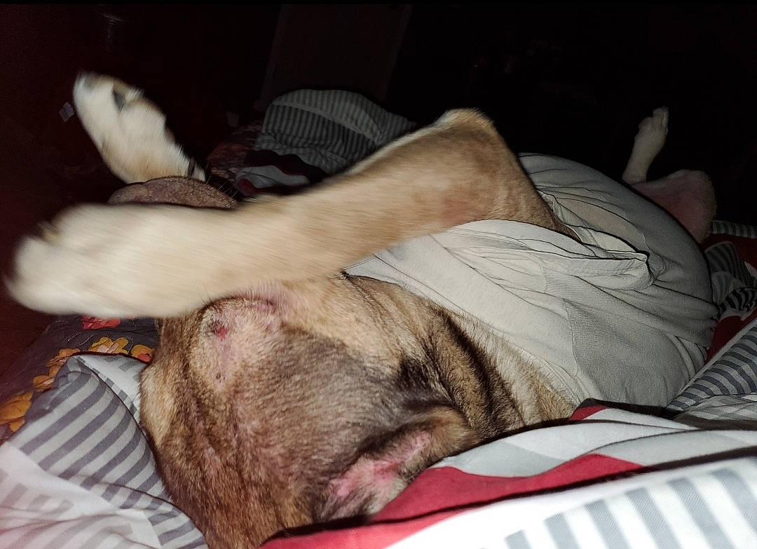 Duke Junior Aka Dj is registered to the contest to win money with this photo: canidae, carnivore, comfort, companion_dog, dog, dog_breed, fawn, flesh, fur, grey, linens, nap, non_sporting_group, sleep, snout, sporting_group, whiskers, wrinkle