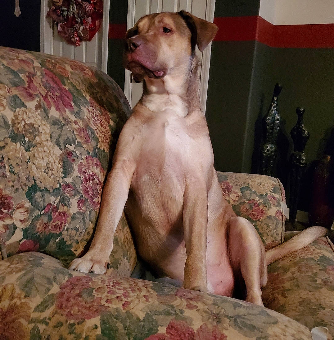 Duke Junior Aka Dj joined the competition — help win amazing prizes! canidae, carnivore, comfort, companion_dog, couch, dog, dog_breed, fawn, flesh, fur, furniture, guard_dog, houseplant, linens, picture_frame, room, snout, sporting_group, whiskers, working_animal