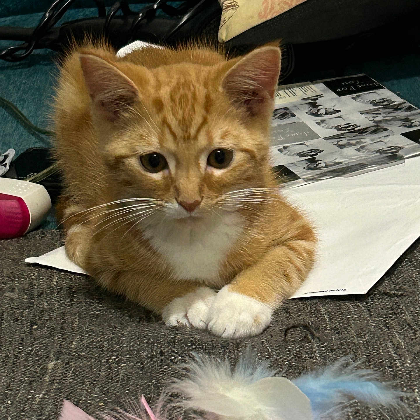 Loki joined the competition — help win amazing prizes! animal, cat, closeup, curious, cushion, cute, ears, eyes, fabric, feathers, indoor, kitten, orange_tabby, paper, pet, playing, soft, whiskers, white_paws, young