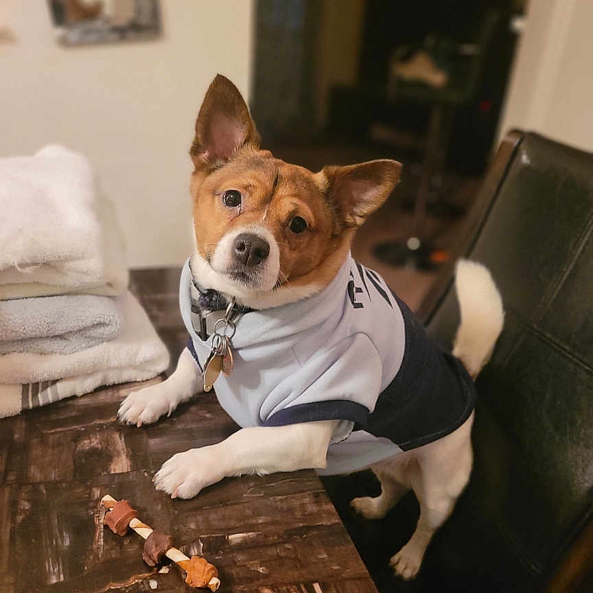 Co-Co is registered to the contest to win money with this photo: animal, chair, collar, companion, curious, cute, dog, dog_toy, domestic, ears, folded_towels, fur, hoodie, indoor, leash_tag, looking_up, pet, table, toy, wooden_table