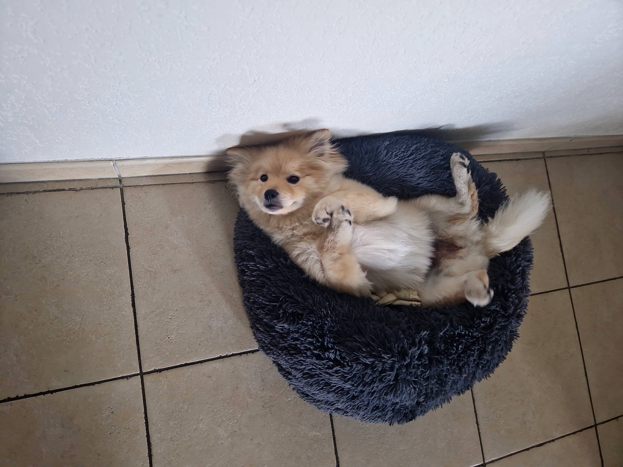 Parmentelot a rejoint le concours — aidez-le/la à gagner de superbes lots ! canidae, carnivore, companion_dog, dog, dog_bed, dog_breed, dog_supply, fawn, felidae, flooring, fur, german_spitz, german_spitz_klein, german_spitz_mittel, paw, spitz, sporting_group, tail, tile_flooring, toy_dog