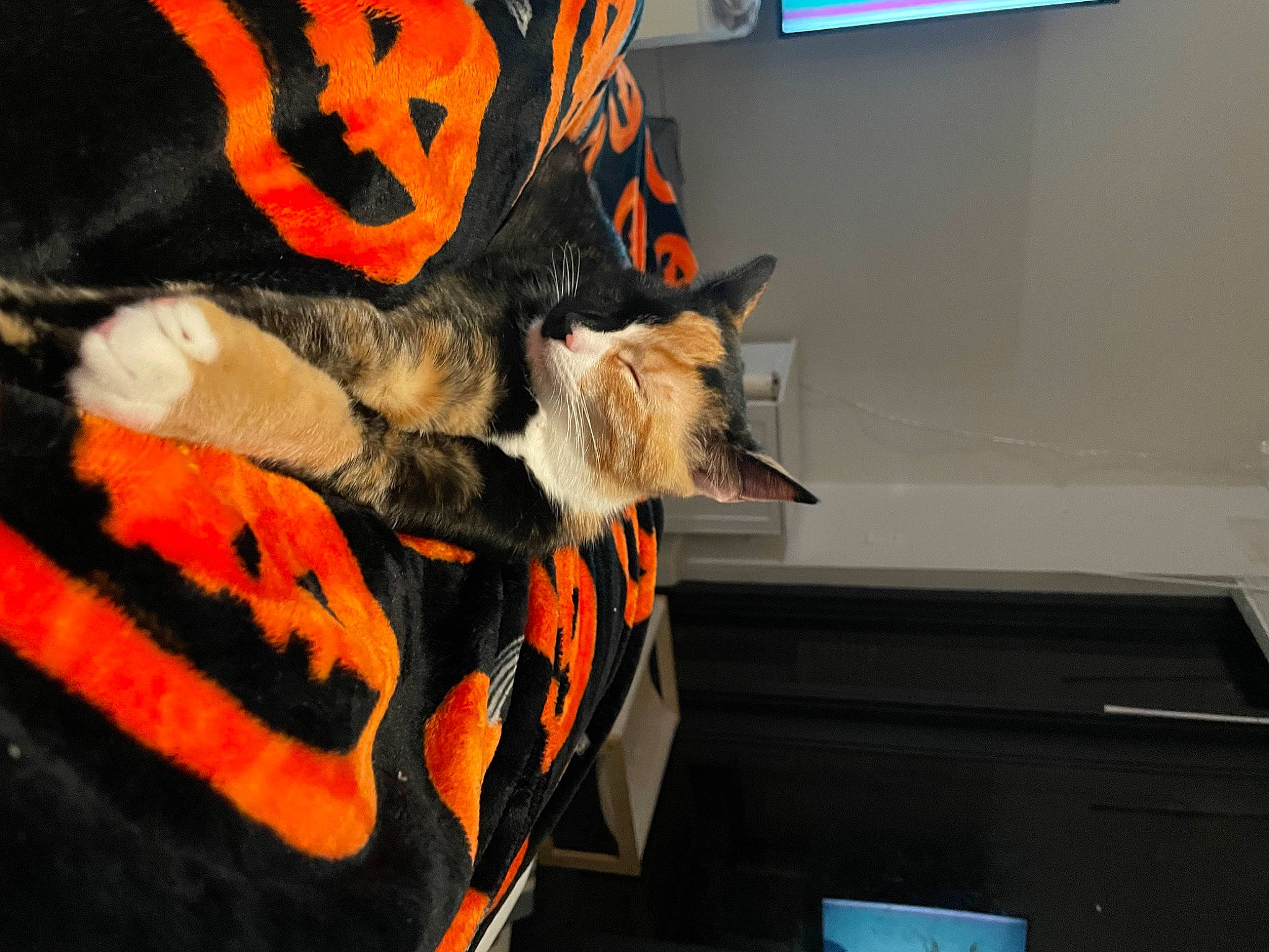 Gia is registered to the contest to win money with this photo: canidae, carmine, carnivore, cat, claw, comfort, display_device, dog_breed, felidae, fur, led_backlit_lcd_display, orange, personal_protective_equipment, picture_frame, room, small_to_medium_sized_cats, tail, television, whiskers, window