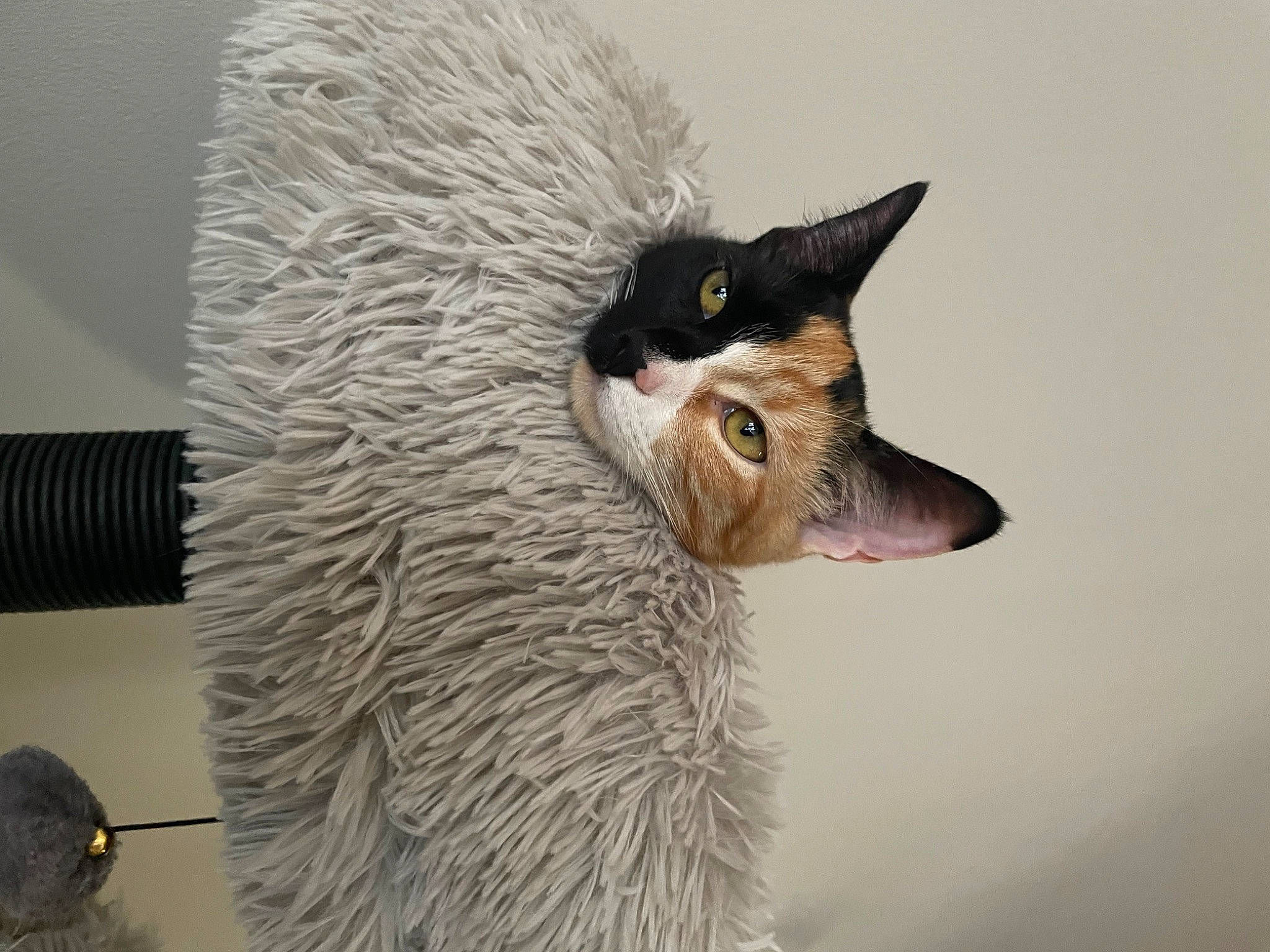 Gia joined the competition — help win amazing prizes! canidae, carnivore, cat, claw, domestic_short_haired_cat, event, eyelash, felidae, fur, small_to_medium_sized_cats, tail, terrestrial_animal, whiskers