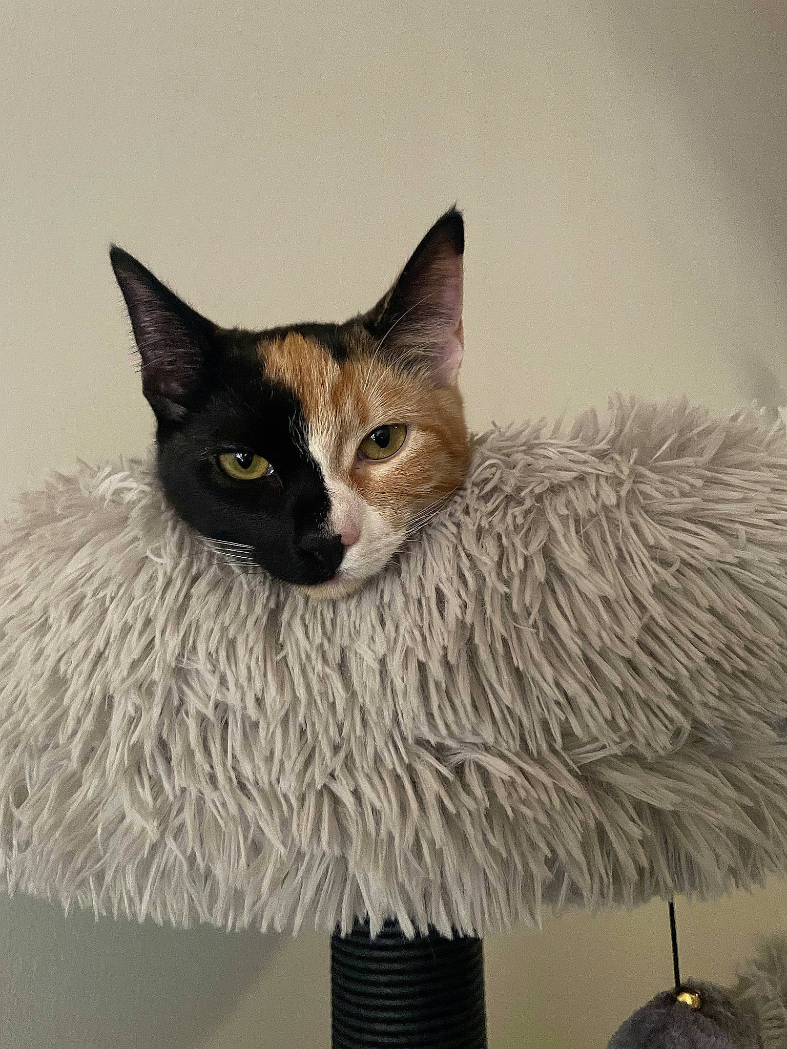 Gia joined the competition — help win amazing prizes! carnivore, cat, cat_bed, cat_supply, fashion_accessory, fawn, feather, felidae, fur, illustration, small_to_medium_sized_cats, snout, tail, terrestrial_animal, whiskers, window