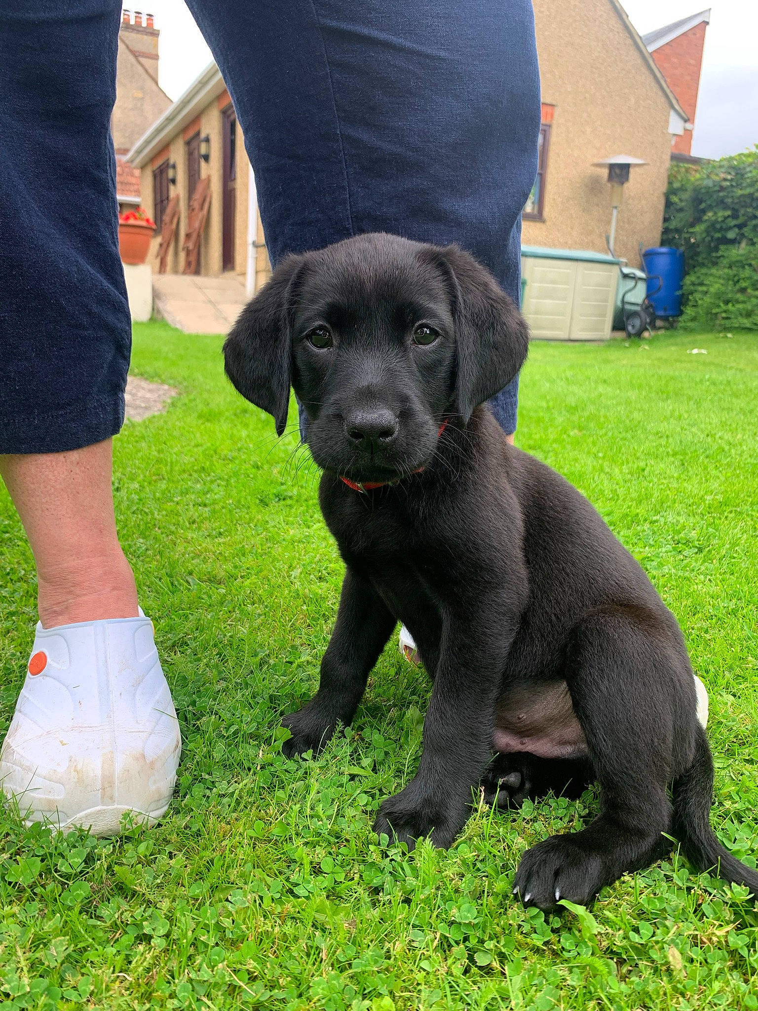 Oscar is registered to the contest to win money with this photo: borador, canidae, carnivore, collar, companion_dog, dog, dog_breed, dog_collar, fur, grass, guard_dog, gun_dog, plant, snout, sporting_group, tail, terrestrial_animal, tree, window, working_animal