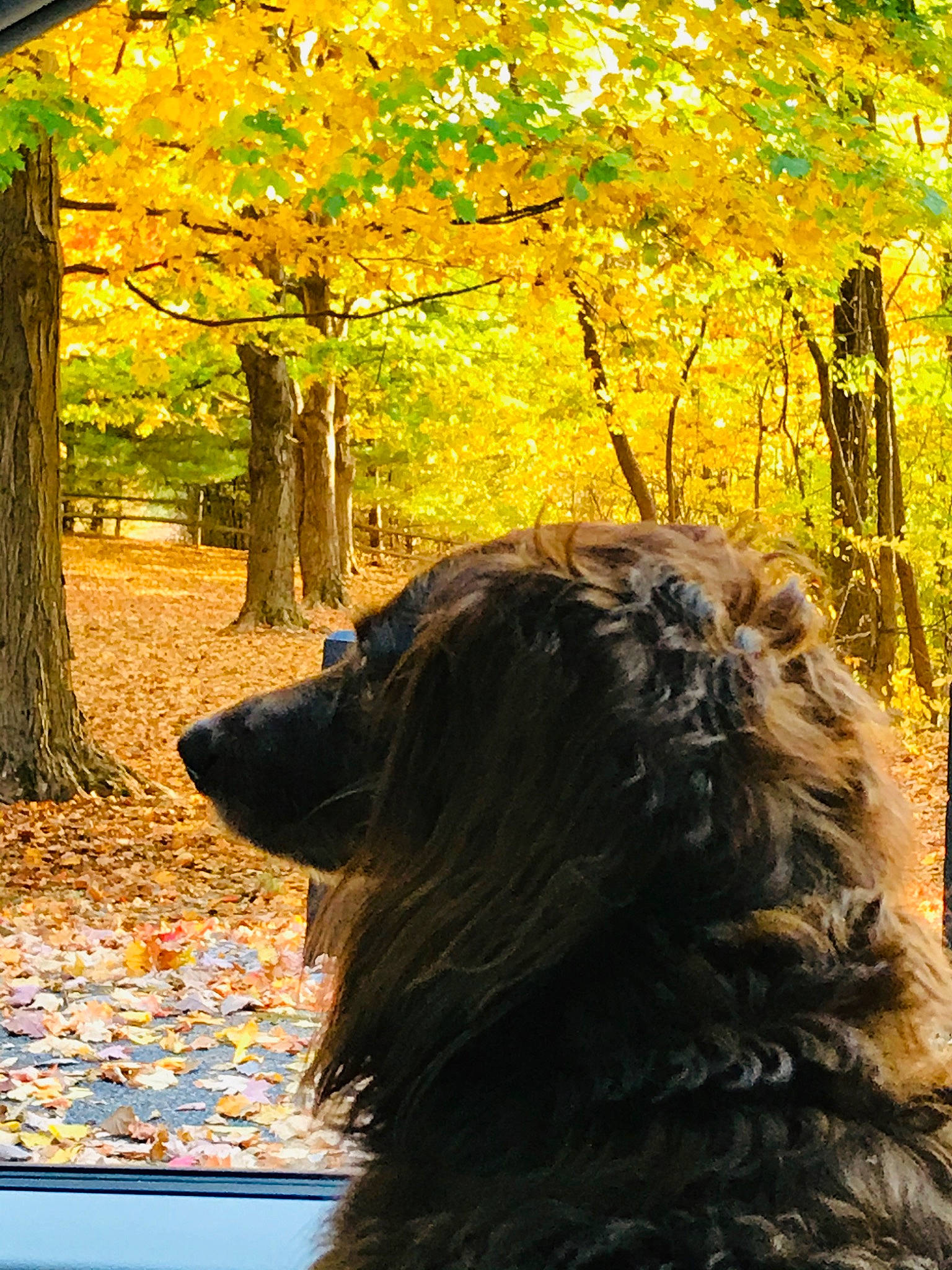 Yogi Bear joined the competition — help win amazing prizes! branch, carnivore, companion_dog, deciduous, dog, dog_breed, fawn, forest, grass, liver, natural_landscape, people_in_nature, plant, tints_and_shades, tree, trunk, twig, wood, woody_plant, yellow