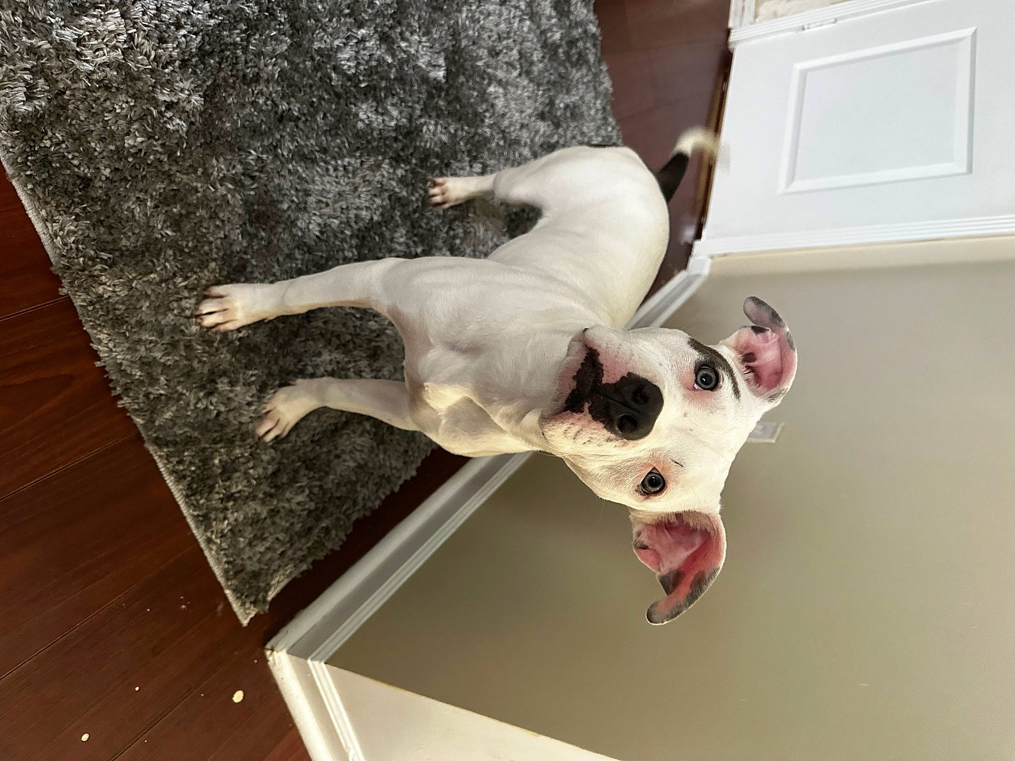 Luna joined the competition — help win amazing prizes! canidae, carnivore, collar, comfort, companion_dog, dog, dog_breed, dog_supply, fawn, flooring, hardwood, light_switch, pet_supply, plank, snout, sporting_group, tail, wall_plate, wood, working_animal