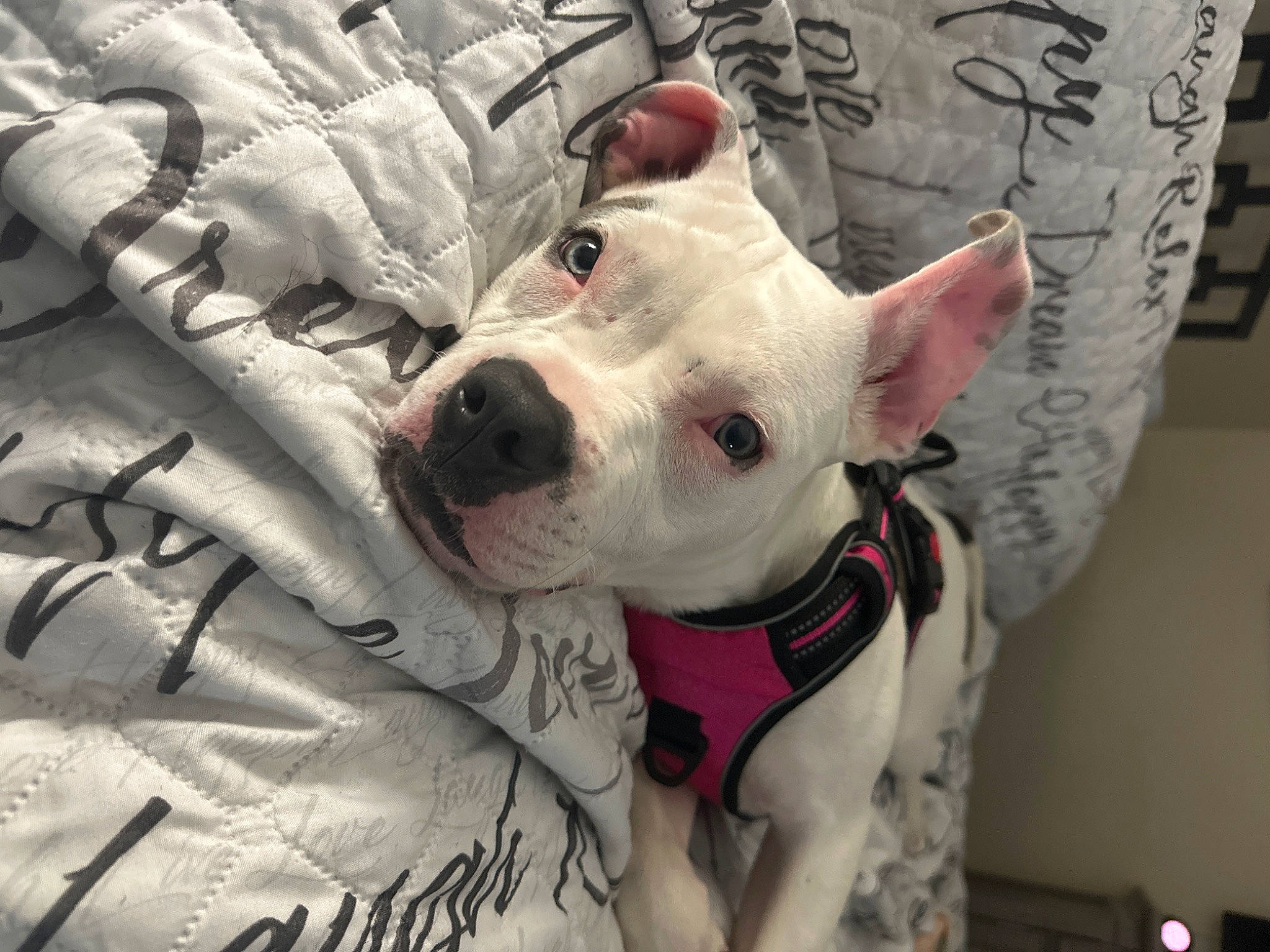 Luna is registered to the contest to win money with this photo: canidae, carmine, carnivore, collar, companion_dog, dog, dog_breed, dog_collar, dog_supply, fang, fawn, jaw, non_sporting_group, pattern, pet_supply, snout, sporting_group, terrestrial_animal, whiskers, working_animal