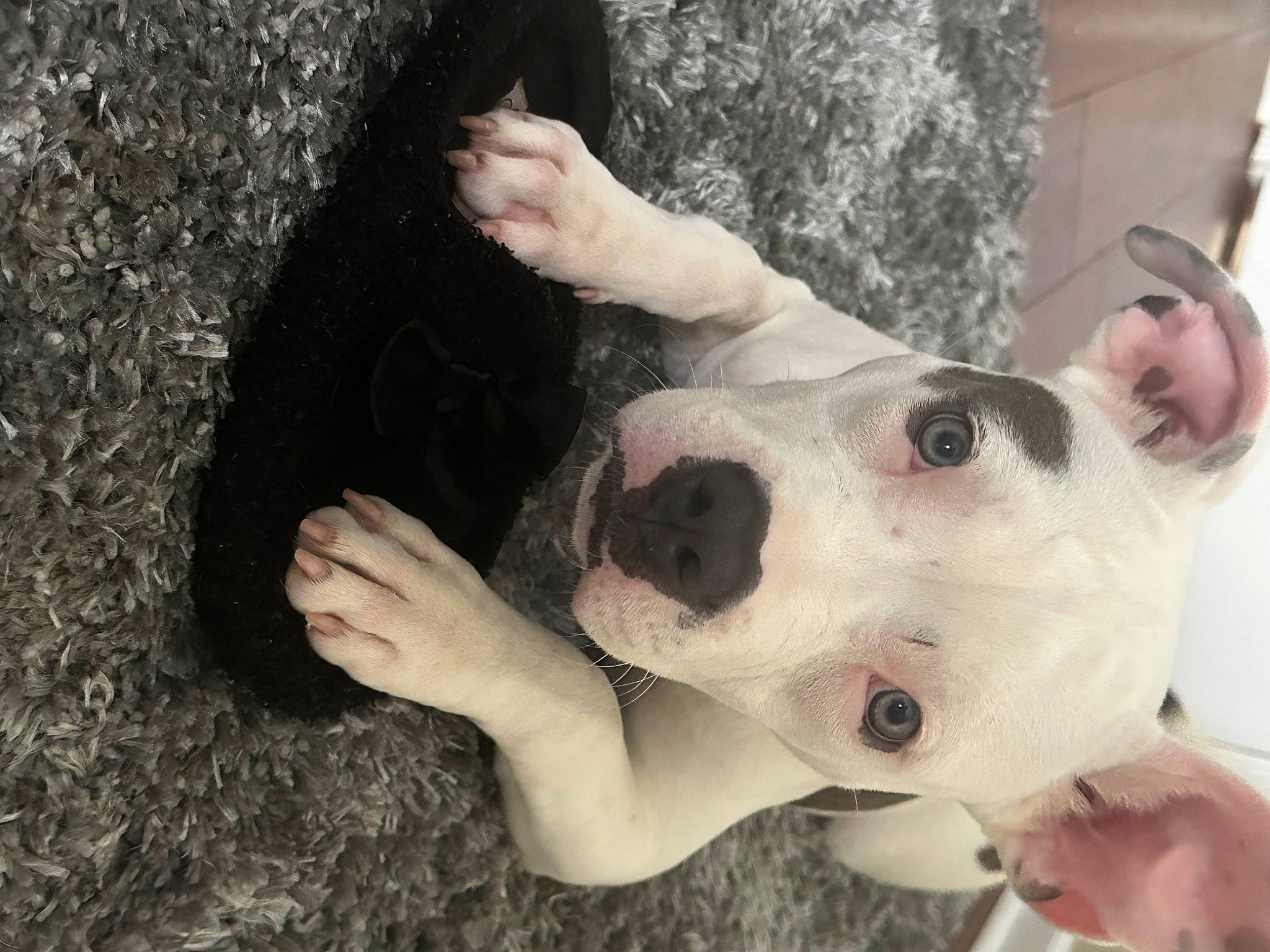 Luna joined the competition — help win amazing prizes! ball, canidae, carnivore, companion_dog, dog, dog_breed, ear, eyewear, fawn, fur, gesture, grass, happy, nose, selfie, snout, sporting_group, sunglasses, thumb, whiskers