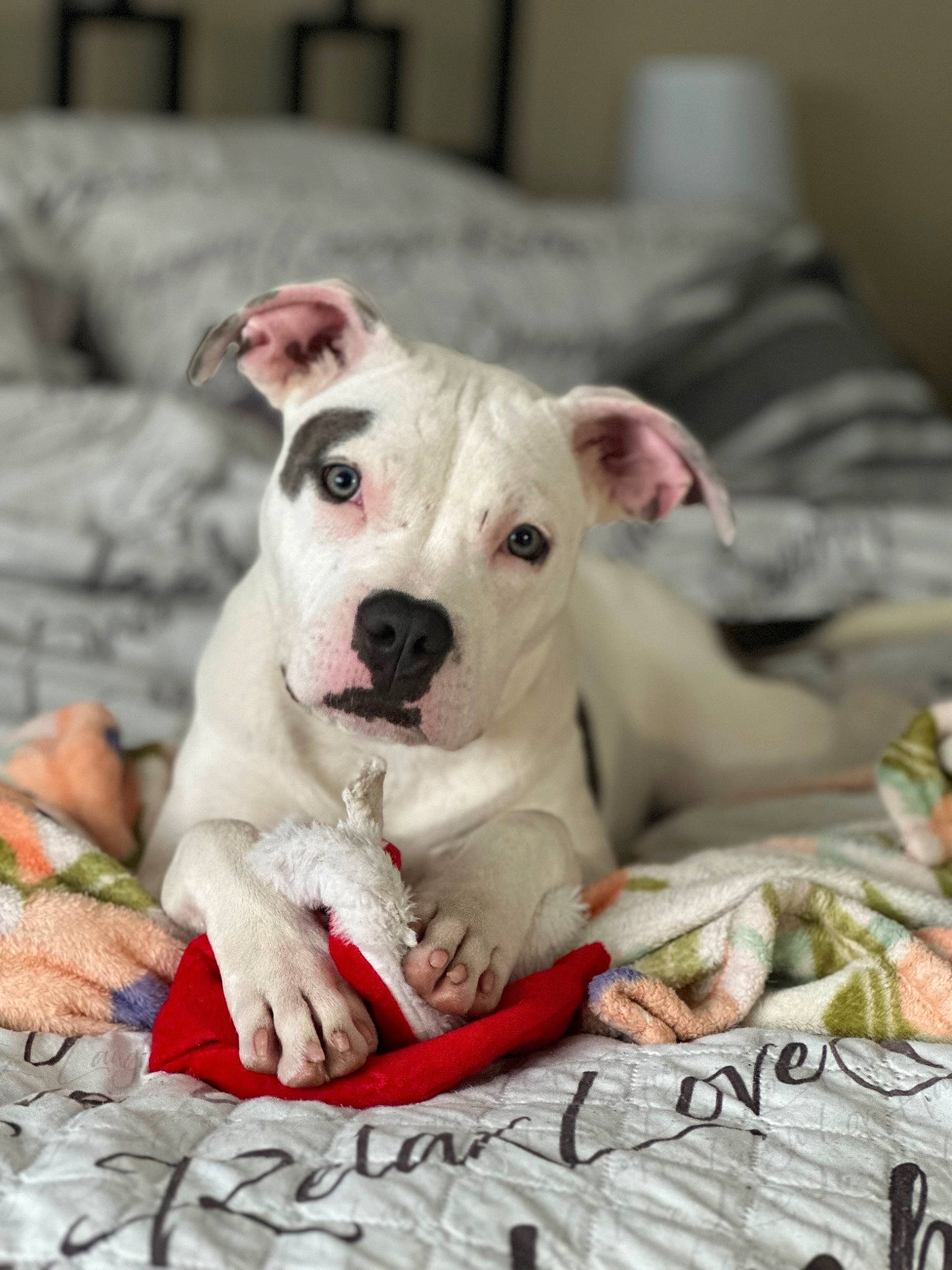 Luna joined the competition — help win amazing prizes! canidae, carnivore, collar, comfort, companion_dog, couch, dog, dog_breed, dog_collar, dog_supply, fawn, guard_dog, linens, non_sporting_group, pet_supply, snout, sporting_group, terrestrial_animal, whiskers, working_animal