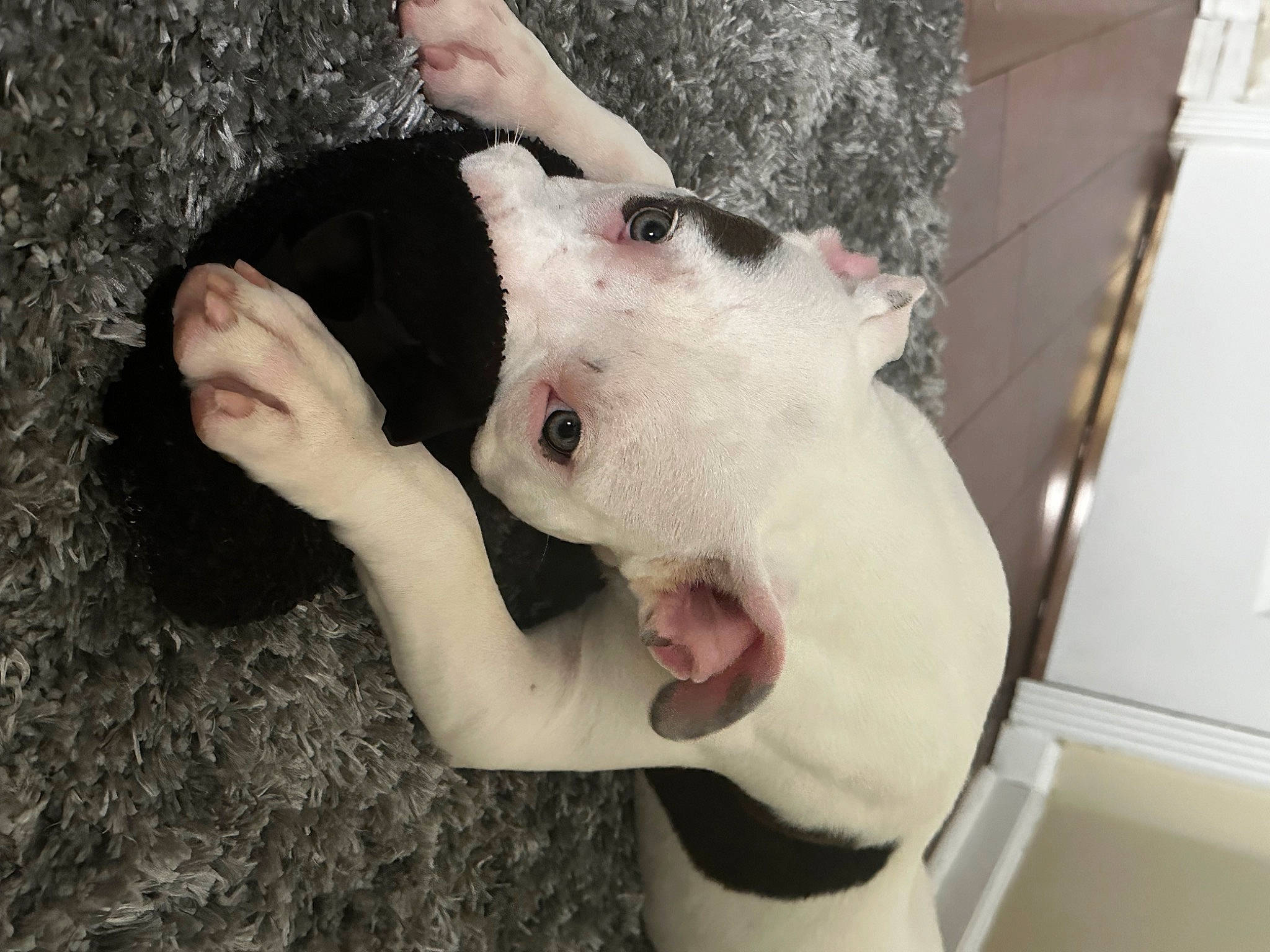 Luna joined the competition — help win amazing prizes! canidae, carnivore, collar, companion_dog, dog_breed, ear, fang, fawn, felidae, fur, gesture, nail, paw, plush, small_to_medium_sized_cats, snout, sporting_group, stuffed_toy, tail, whiskers