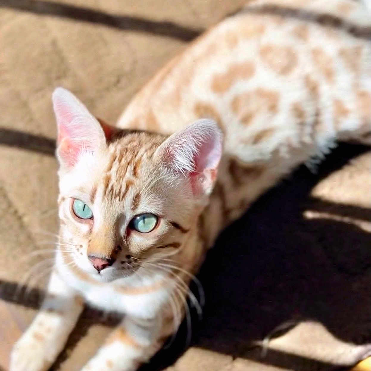Kiara a rejoint le concours — aidez-le/la à gagner de superbes lots ! animal, carpet, cat, closeup, cute, domestic, ears, eyes, feline, fur, indoor, laying_down, mammal, pet, portrait, relaxed, shadow, spotted, sunlight, whiskers