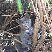 Louna participe au concours pour gagner de l'argent avec cette photo : cat, kitten, gray_cat, tree, branches, nature, outdoor, sunlight, curious, animal, pet, feline, young_animal, wildlife, greenery, wood, daylight, closeup, playful, cute