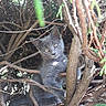 cat, kitten, gray_cat, tree, branches, nature, outdoor, sunlight, curious, animal, pet, feline, young_animal, wildlife, greenery, wood, daylight, closeup, playful, cute