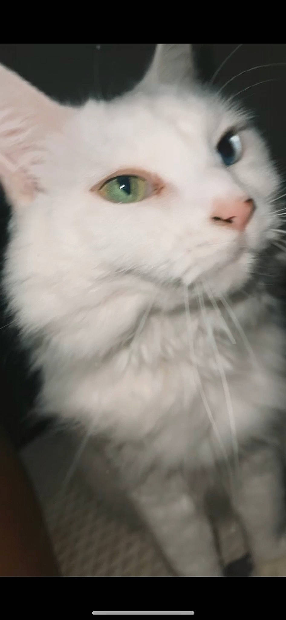 Gina joined the competition — help win amazing prizes! carnivore, cat, domestic_short_haired_cat, felidae, fur, small_to_medium_sized_cats, snout, terrestrial_animal, whiskers