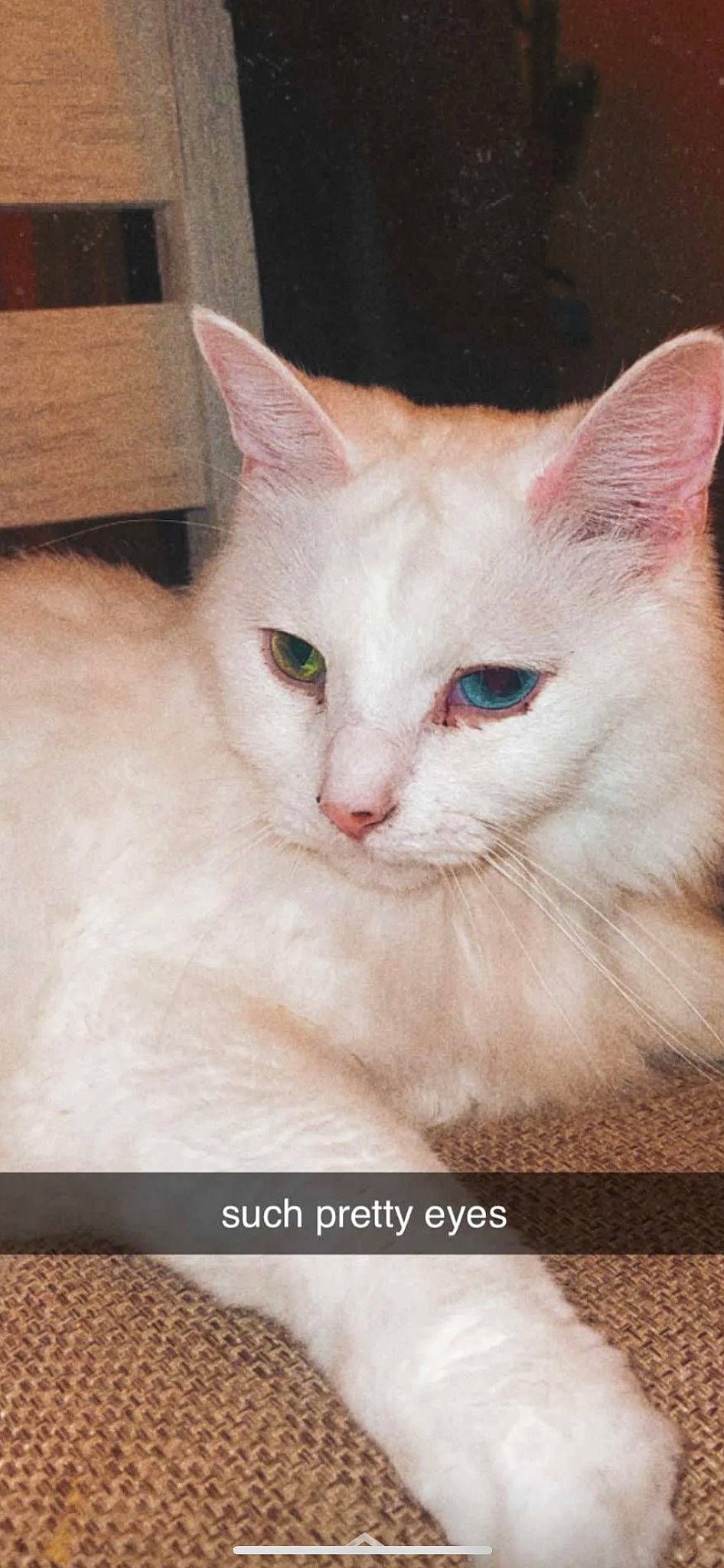 Gina is registered to the contest to win money with this photo: carnivore, cat, cat_supply, domestic_short_haired_cat, fawn, felidae, fur, paw, pet_supply, photo_caption, rectangle, small_to_medium_sized_cats, snout, tail, terrestrial_animal, whiskers