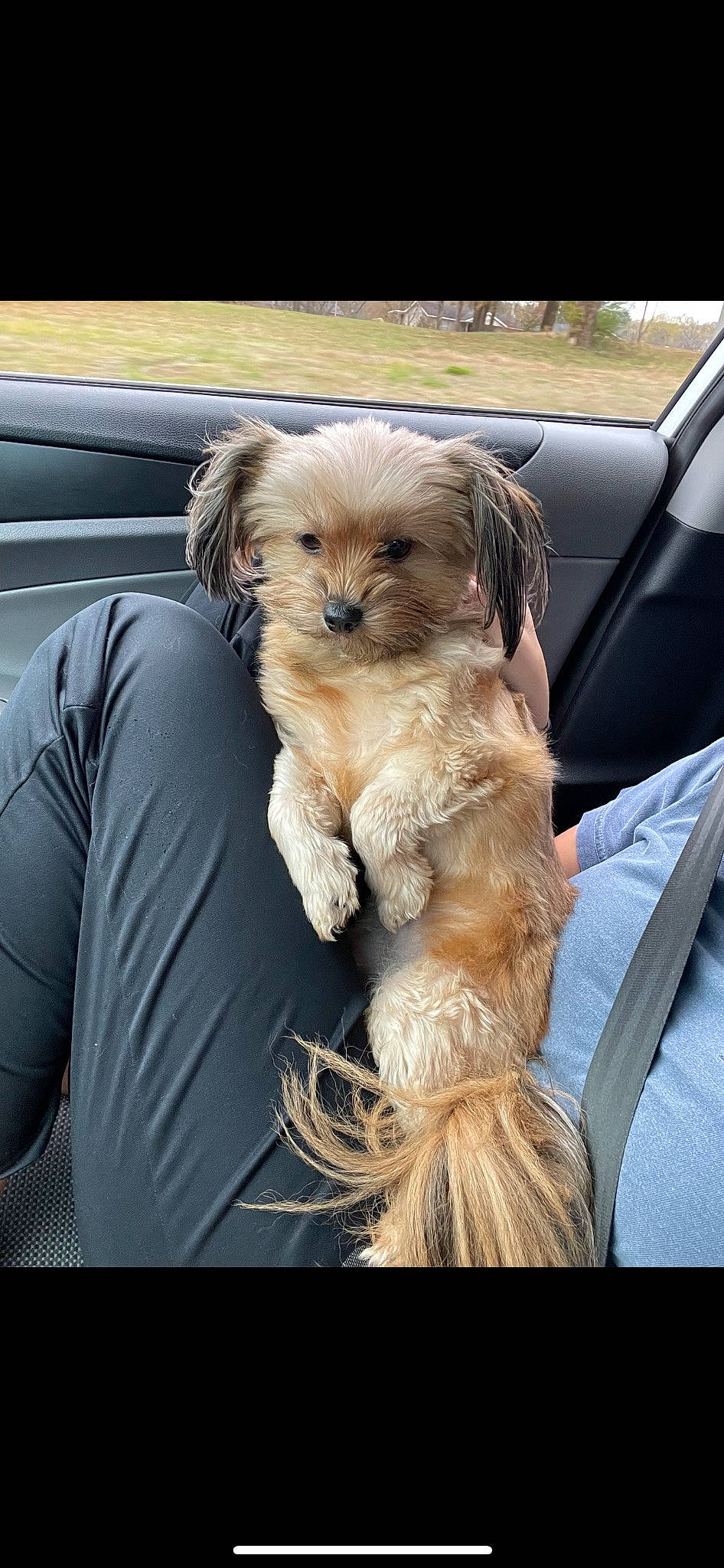 Diamond is registered to the contest to win money with this photo: canidae, carnivore, companion_dog, dog, dog_breed, fawn, fur, liver, luxury_vehicle, maltepoo, non_sporting_group, personal_luxury_car, puppy, puppy_love, small_terrier, snout, sporting_group, terrier, toy_dog, working_animal