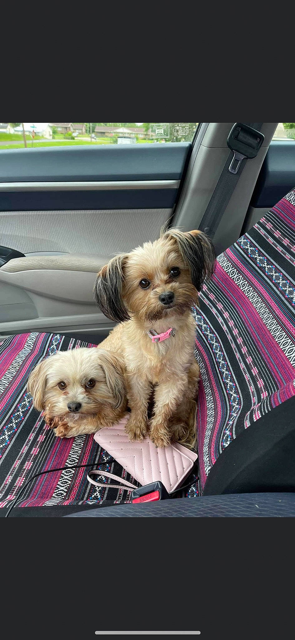 Diamond joined the competition — help win amazing prizes! car, carnivore, companion_dog, dog, dog_breed, dog_supply, fawn, fur, liver, mal_shi, puppy_love, shih_poo, shih_tzu, small_terrier, snout, terrier, toy_dog, vehicle, working_animal, yorkipoo