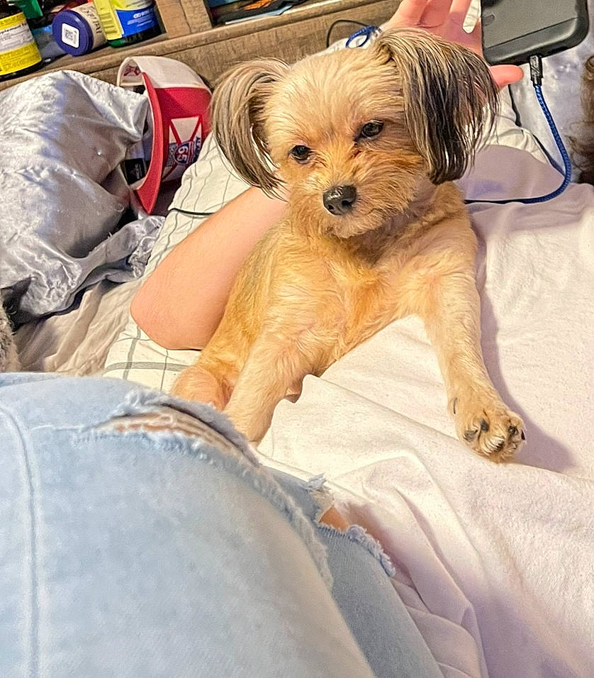 Diamond joined the competition — help win amazing prizes! bag, canidae, carnivore, comfort, companion_dog, dog, dog_breed, eyewear, fawn, fur, luggage_and_bags, paw, puppy_love, sitting, small_terrier, snout, sporting_group, terrier, toy_dog, working_animal